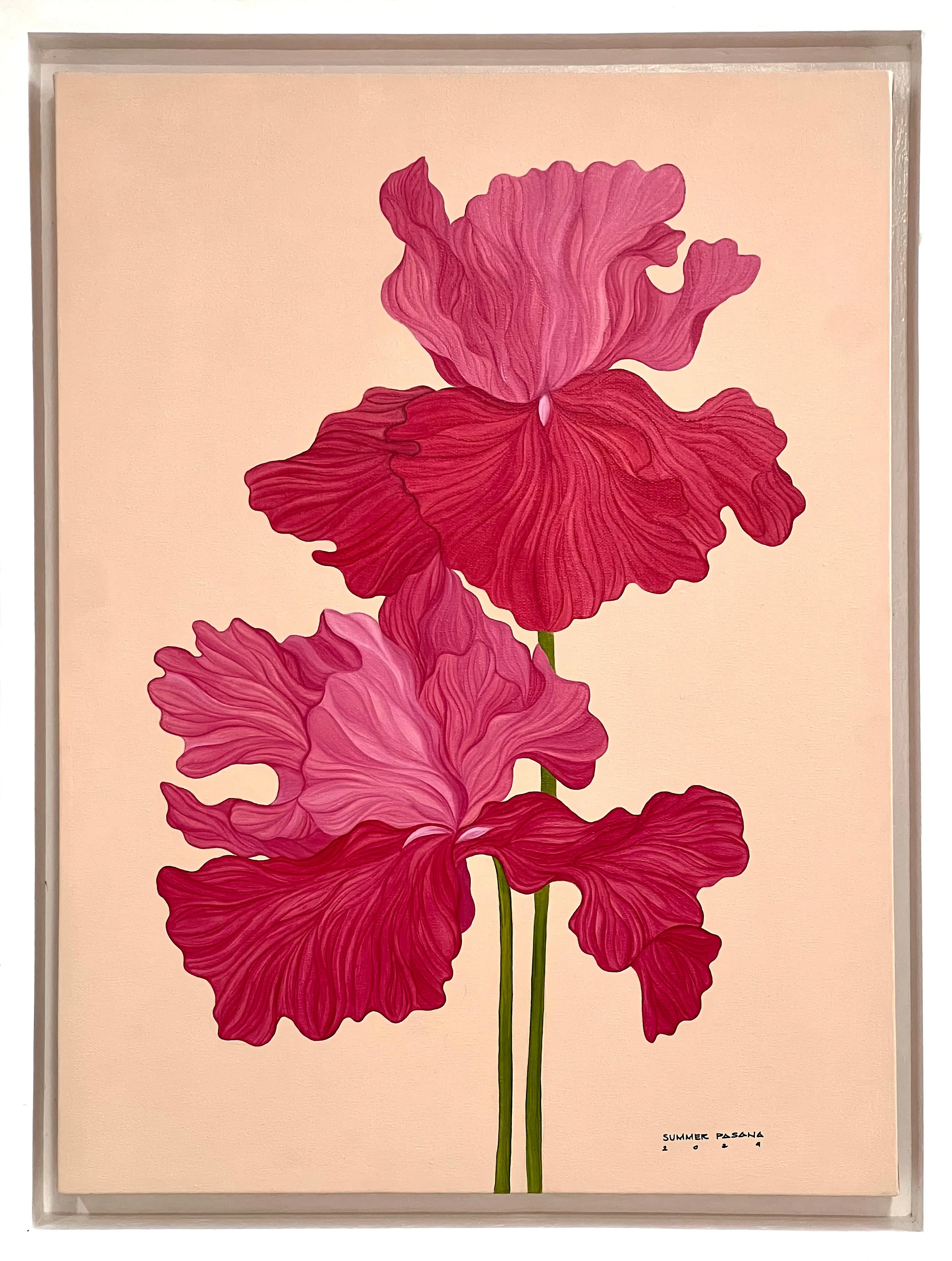 A Reblooming Iris