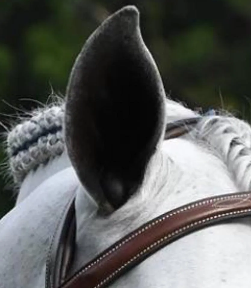 Plughz - Horse & Pony Ear Plugs