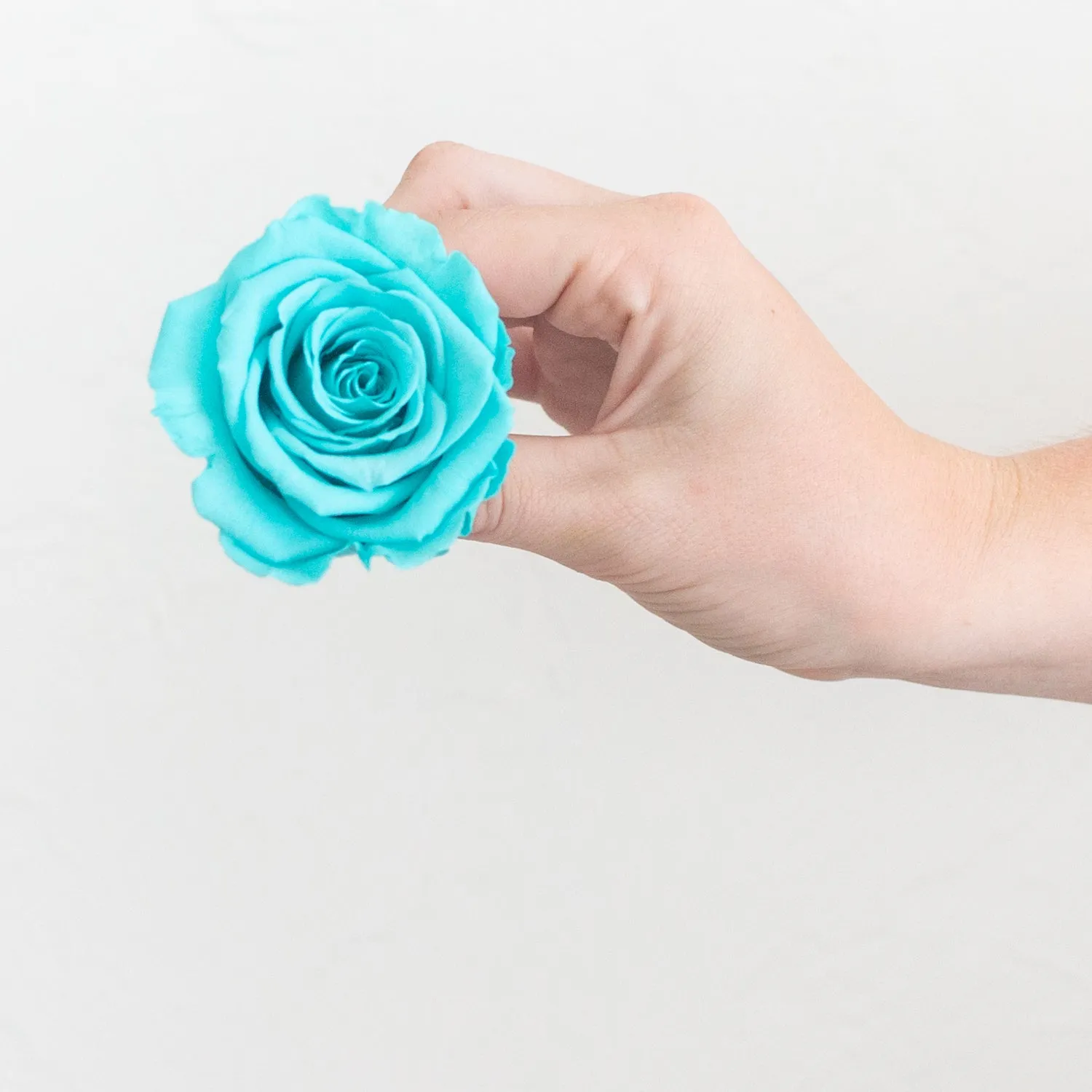Turquoise Preserved Roses